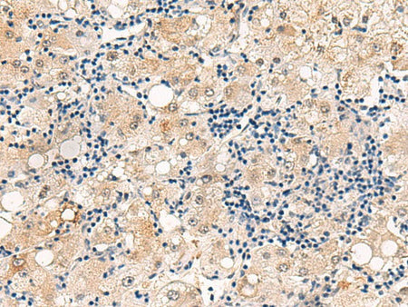 DUSP7 Polyclonal Antibody Reactivity Human