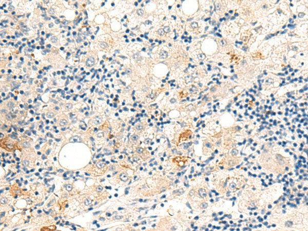 DUT Polyclonal Antibody Reactivity Human