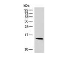 REG1B Polyclonal Antibody Reactivity Human
