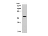 MEST Polyclonal Antibody Reactivity Human