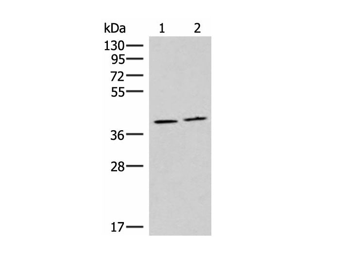 HMGCLL1 Polyclonal Antibody Reactivity Human