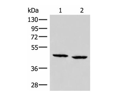 ZFYVE27 Polyclonal Antibody Reactivity Human