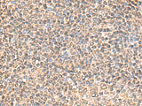 IQCD Polyclonal Antibody Reactivity Human