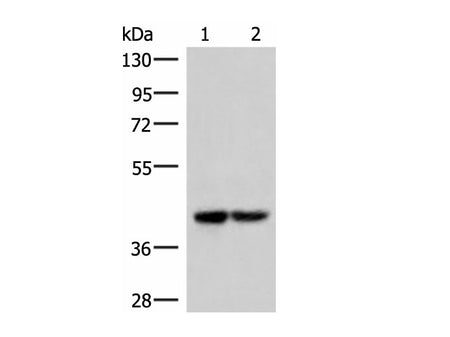 IQCD Polyclonal Antibody Reactivity Human