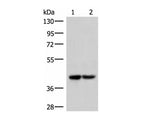 IQCD Polyclonal Antibody Reactivity Human