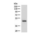 LDB1 Polyclonal Antibody Reactivity Human