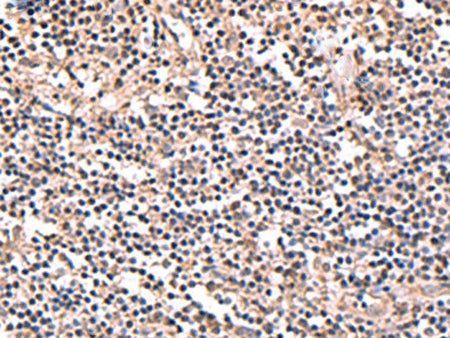 PER3 Polyclonal Antibody Reactivity Human