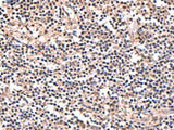 PER3 Polyclonal Antibody Reactivity Human