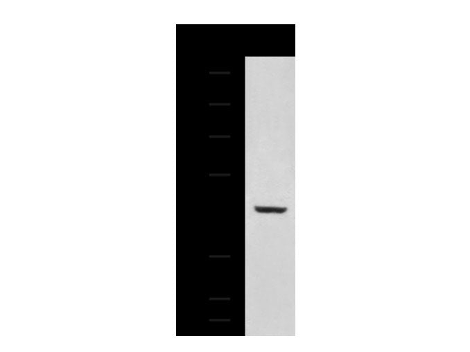 RNF13 Polyclonal Antibody Reactivity Human