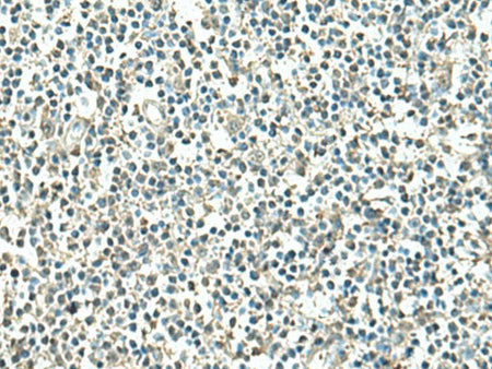 ATP6V1C1 Polyclonal Antibody Reactivity Human
