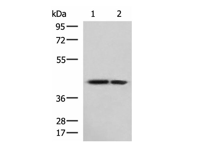 ATP6V1C1 Polyclonal Antibody Reactivity Human