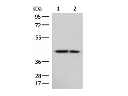 ATP6V1C1 Polyclonal Antibody Reactivity Human