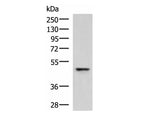 RMDN2 Polyclonal Antibody Reactivity Human