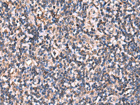 RHAG Polyclonal Antibody Reactivity Human