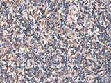RHAG Polyclonal Antibody Reactivity Human