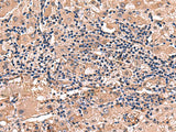 RHAG Polyclonal Antibody Reactivity Human