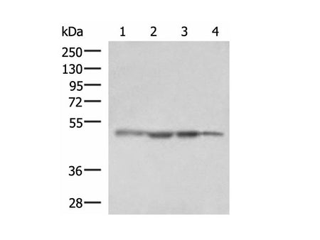 RHAG Polyclonal Antibody Reactivity Human