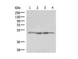 RHAG Polyclonal Antibody Reactivity Human