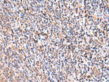 UXS1 Polyclonal Antibody