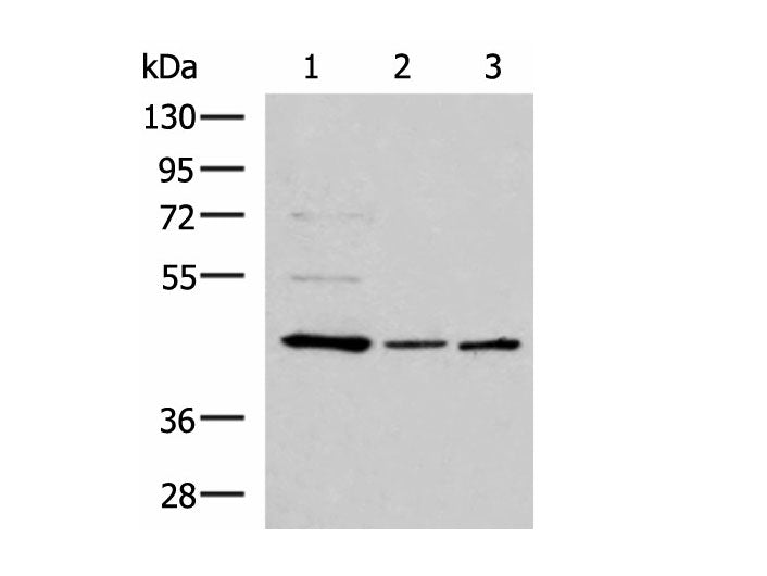 ACTL6B Polyclonal Antibody Reactivity Human