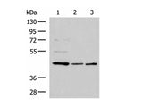 ACTL6B Polyclonal Antibody Reactivity Human
