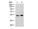 SIGLEC6 Polyclonal Antibody