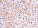 KIR3DL1 Polyclonal Antibody Reactivity Human