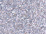 KIR3DL1 Polyclonal Antibody Reactivity Human