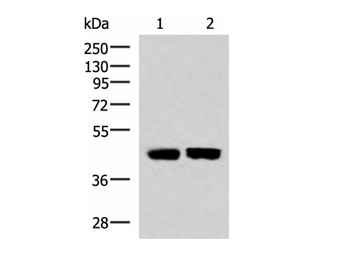 KIR3DL1 Polyclonal Antibody Reactivity Human