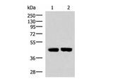 KIR3DL1 Polyclonal Antibody Reactivity Human