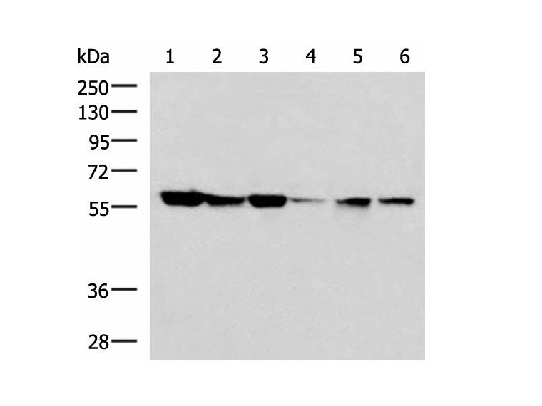 FKBP4 Polyclonal Antibody Reactivity Human