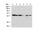 FKBP4 Polyclonal Antibody Reactivity Human