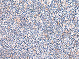 FUCA2 Polyclonal Antibody Reactivity Human