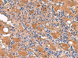 FUCA2 Polyclonal Antibody Reactivity Human