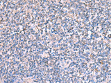 FDXR Polyclonal Antibody Reactivity Human