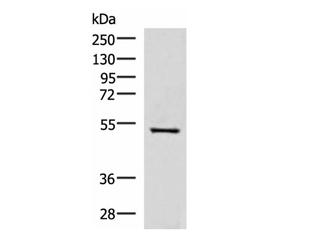 FDXR Polyclonal Antibody Reactivity Human