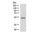 FDXR Polyclonal Antibody Reactivity Human