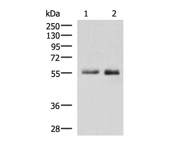 PEPD Polyclonal Antibody Reactivity Human