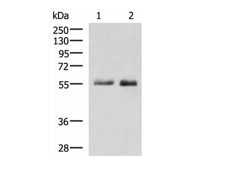 PEPD Polyclonal Antibody Reactivity Human