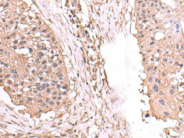 AHCYL1 Polyclonal Antibody Reactivity Human
