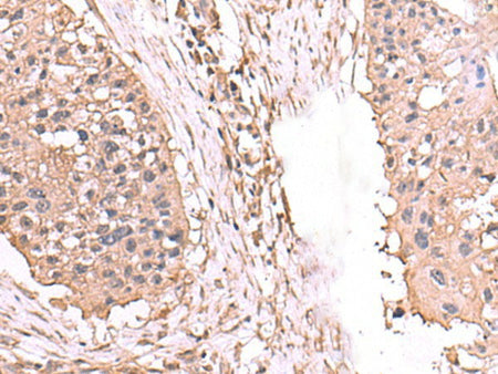 AHCYL1 Polyclonal Antibody Reactivity Human