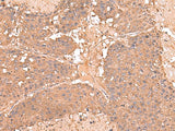 AHCYL1 Polyclonal Antibody Reactivity Human
