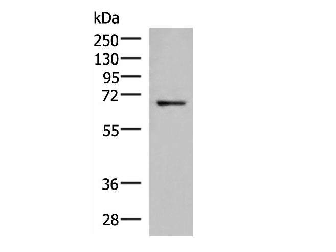 GSPT2 Polyclonal Antibody Reactivity Human