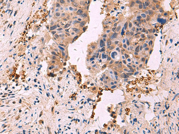 SHC4 Polyclonal Antibody Reactivity Human