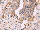 SHC4 Polyclonal Antibody Reactivity Human