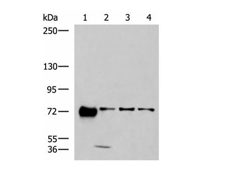 PPEF1 Polyclonal Antibody Reactivity Human