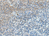 GPCPD1 Polyclonal Antibody Reactivity Human