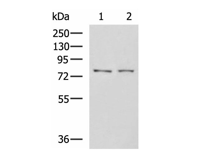 GPCPD1 Polyclonal Antibody Reactivity Human