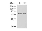 GPCPD1 Polyclonal Antibody Reactivity Human