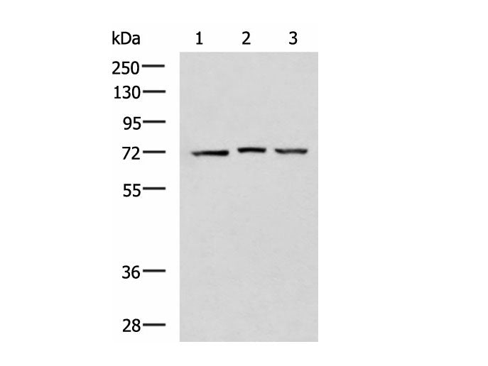 DHX58 Polyclonal Antibody Reactivity Human